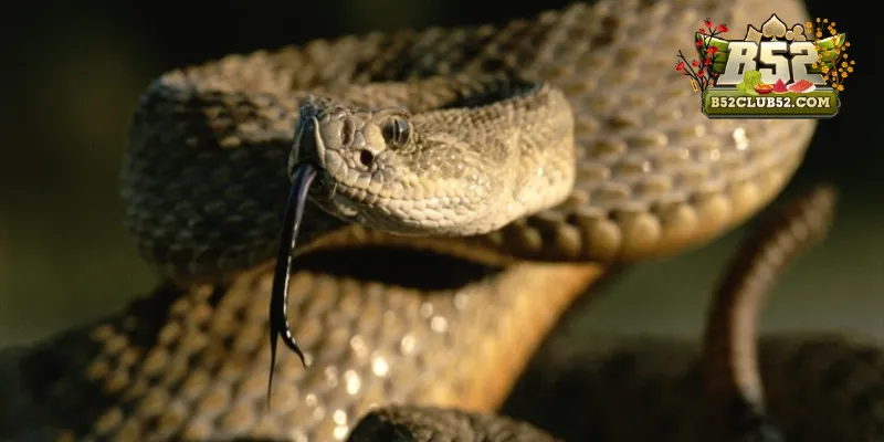 Cùng tìm hiểu các loại rắn khi mơ thấy rắn tại B52club Cùng tìm hiểu các loại rắn khi mơ thấy rắn tại B52club