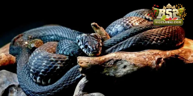 Giải mã các con số mang lại tài lộc khi mơ thấy rắn cắn đánh con gì Giải mã các con số mang lại tài lộc khi mơ thấy rắn cắn đánh con gì